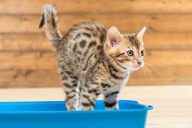 【獣医師監修】猫の便秘の原因やよく出る症状は?予防には日ごろの対策が重要